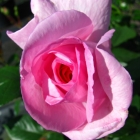 Strauchrose Ghita Renaissance / Rosa Hybride Ghita Renaissance